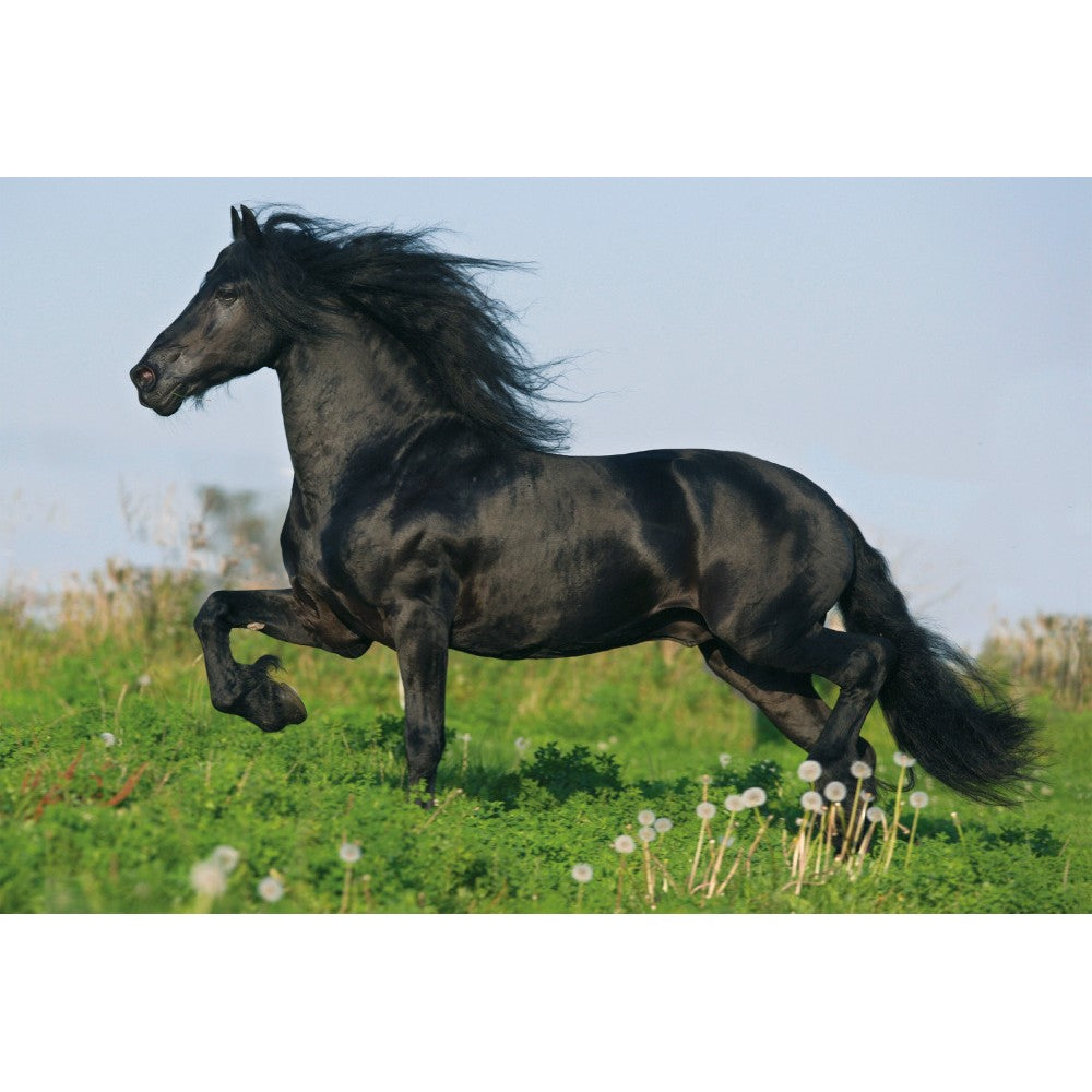 Imagine Puzzle Schmidt: Cai, Set de 2 x 26 piese si 2 x 48 piese + Bonus: cufar metalic
