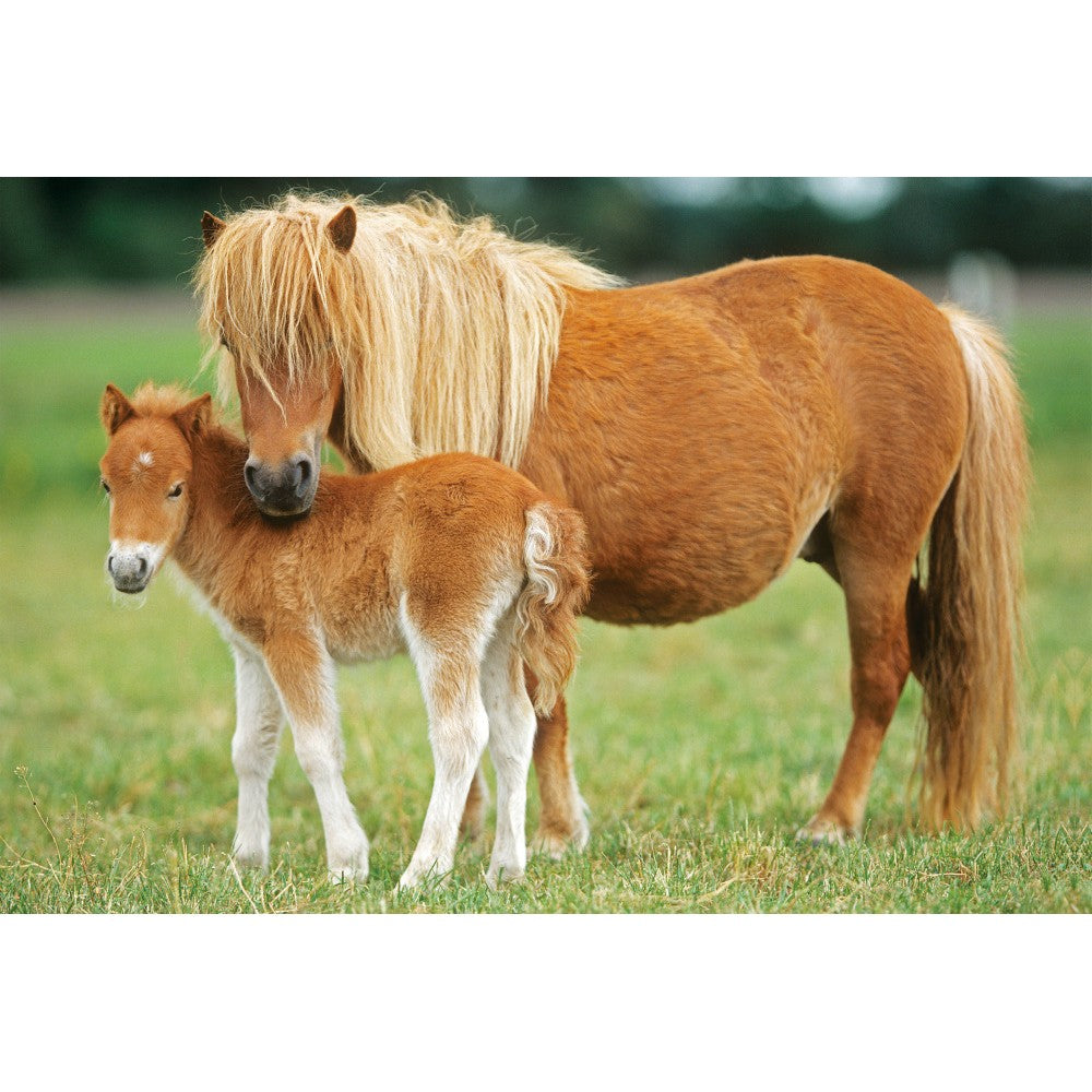 Imagine Puzzle Schmidt: Cai, Set de 2 x 26 piese si 2 x 48 piese + Bonus: cufar metalic