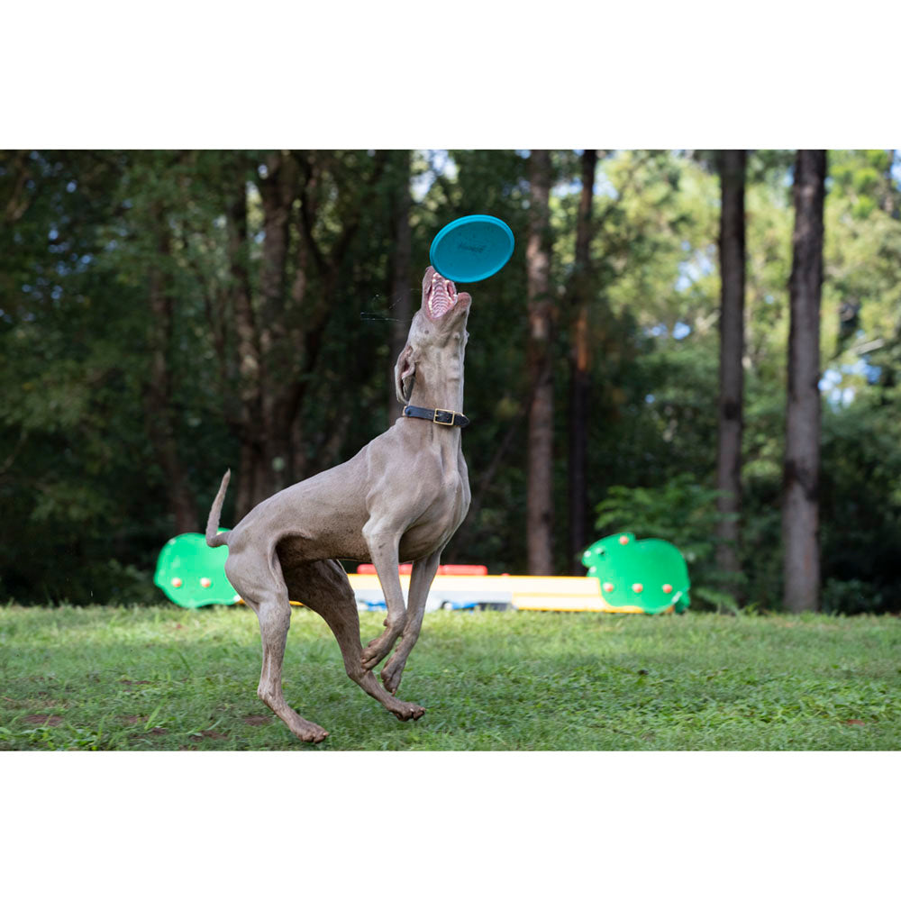 Imagine Disc zburator pentru caini - Waboba Jetwag frisbee