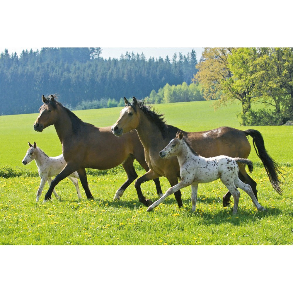 Imagine Puzzle Schmidt: Cai, Set de 2 x 26 piese si 2 x 48 piese + Bonus: cufar metalic