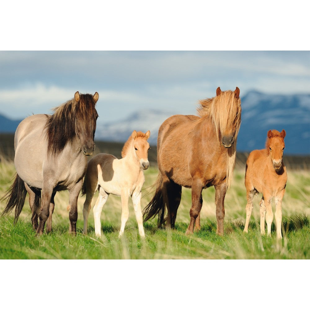 Imagini Puzzle Schmidt: Familie de cai, 200 piese