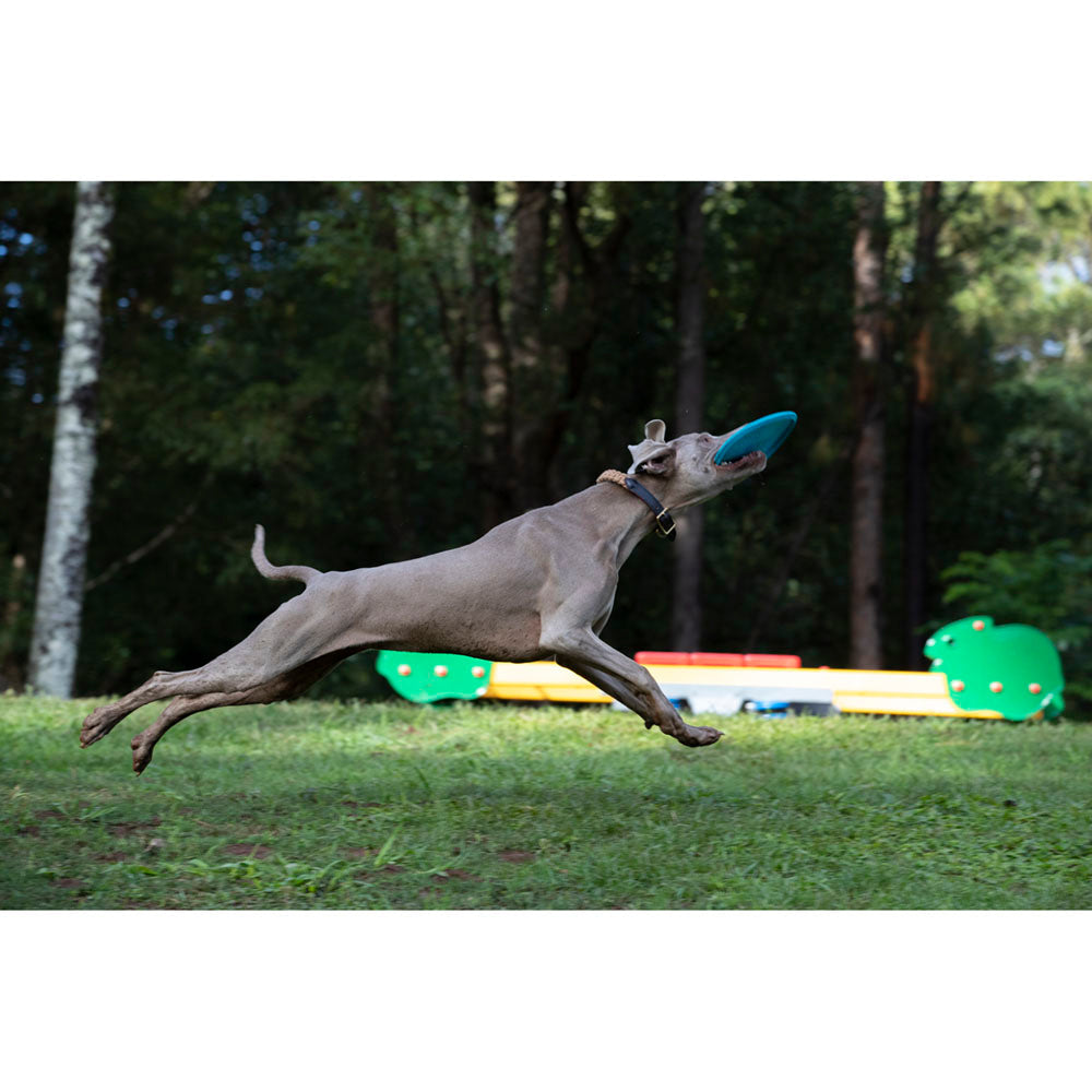 Imagine Disc zburator pentru caini - Waboba Jetwag frisbee