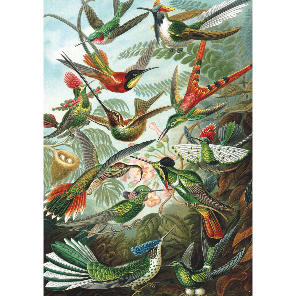 Puzzle Piatnik, Hummingbirds - Ernst Haeckel, 1000 piese