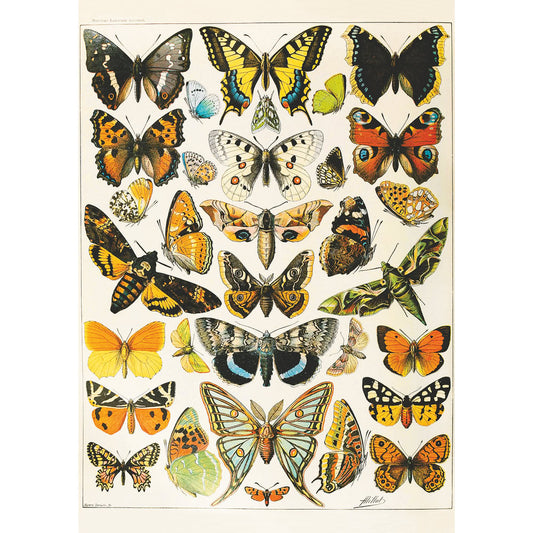 Puzzle Piatnik, Butterflies and Moths - Adolphe Millot, 1000 piese